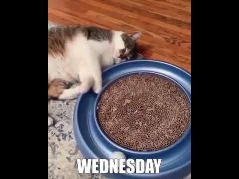 A Week in Cats