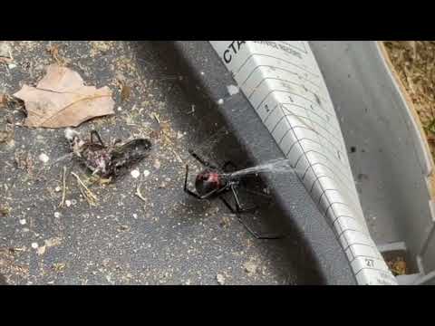 Black Widow Lurking Inside Rodent Bait...