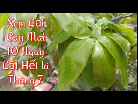 Xem Lại Cây Mai Xuống Hết Lá Tháng 7, Phần 2