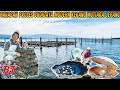 PEARL SHELL MODERN LIVESTOCK PROCESS HOW TO CULTIVATE PEARL SHELLS UNTIL HARVEST