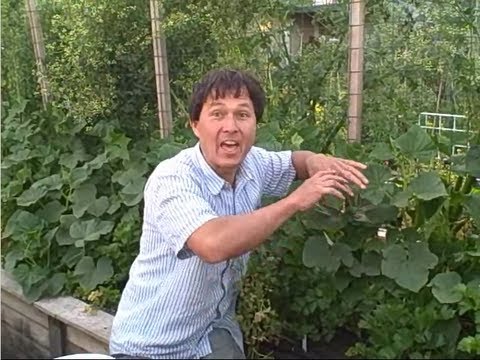, title : 'How to Prune Your Cucumbers to Grow them Vertically up a Trellis'