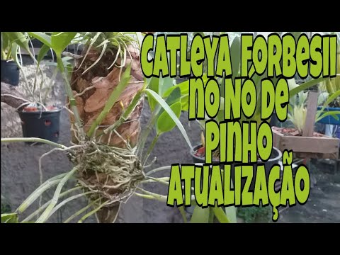 Veja o Belo Desenvolvimento da  Catleya Forbesii no  Nó de Pinho (Atualização)