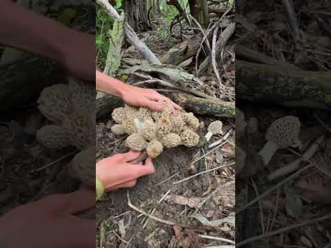 This is the type of morel find you find in your dreams! #morels #morelmushrooms #fungi #foraging