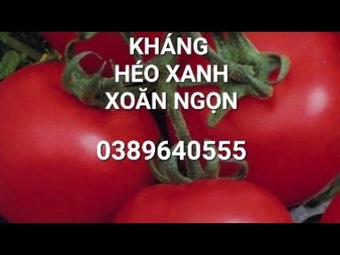 , title : 'Giống cà chua số 1 Việt nam,KHÁNG HÉO XANH, VIRUS, năng suất lên đến 150 tấn/ha. #cachua 0389640555'