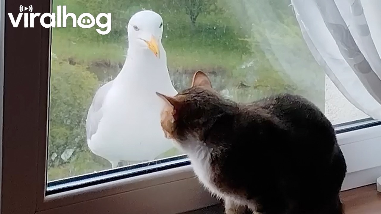 Angry Bird Wants to Fight Cat || ViralHog