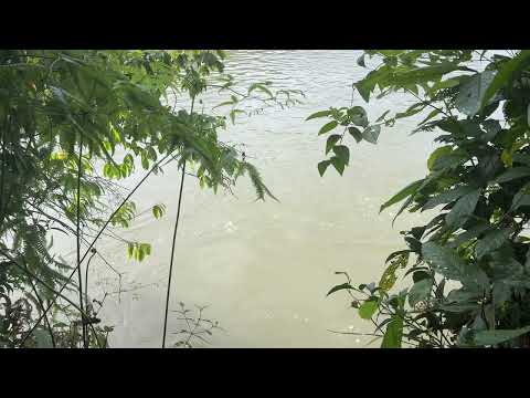 Sonido del Río Pescado: una joya del Caquetá
