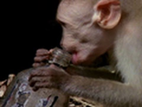 Drunk Monkeys | National Geographic