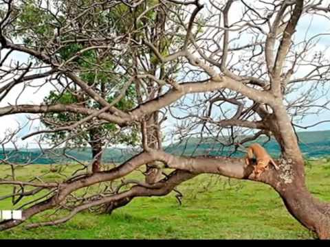FIM DE CABOCLO -  BALTAZAR VIOLEIRO E MARTINHO