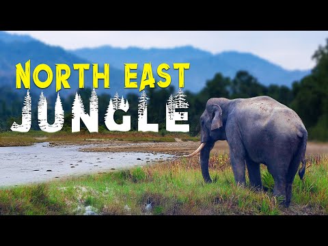 I Found India's Most Underrated Jungle (Pakke Tiger Reserve)