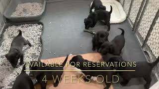 Video preview image #1 Labrador Retriever Puppy For Sale in CHARLESTON, WV, USA
