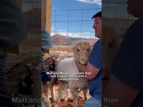 Goat with crooked smile gets help from her herd