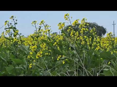 La colza bate récords históricos en el litoral y tiñe de amarillo los campos de Río Negro