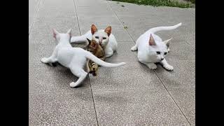 Download lagu November 10, 2025 mp3