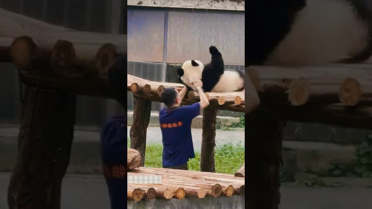 Did You Know A Panda's Fur Is Waterproof and Keep?  #animals #wildlife #facts #wisdef #panda #shorts