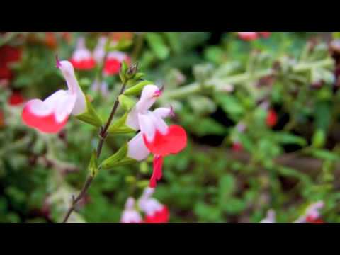 ...Marquita Ballet In Bloom (music: Meditation de Thais)