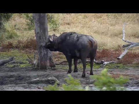 Djuma: Lone African Buffalo getting a drink - 08:48 - 06/18/20
