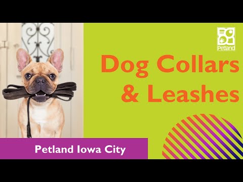 Dog Collars & Leashes That Make A Difference