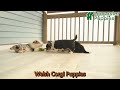 Welsh Corgi Pembroke dogs for sale: Sage  - Video 1