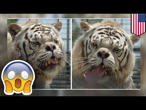 download lagu mp3 mp4 Down Syndrome Tiger, download lagu Down Syndrome Tiger gratis, unduh video klip Down Syndrome Tiger