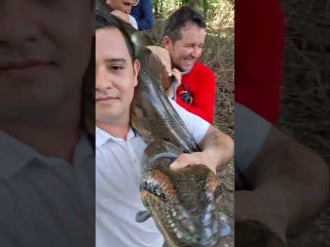 Rescate y reubicacion de Anaconda (Eunectes murinus), en el municipio de Fortul - Arauca/🇨🇴🟡⚪️🔵❤️‍🔥