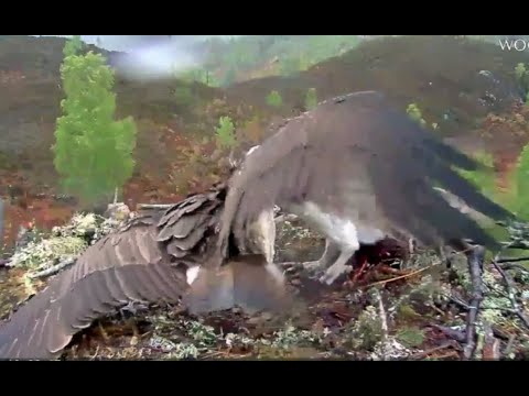 Comical changeover: Is Aila the Loch Arkaig Osprey annoyed Louis ate her fish? 23 May 2020