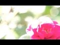 【 brook cover 】 愛し君へ / ITOSHI KIMIE 森山直太朗 / MORIYAMA ...