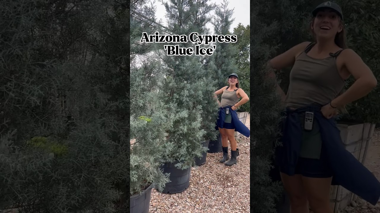 Arizona Cypress 'Blue Ice': The Drought-Tolerant Screening Choice