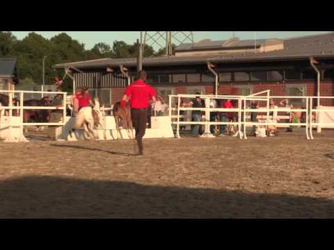 Stute von Lemonys Nicket-2