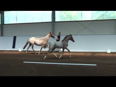 14 – Nonplusultra, HF von FS Numero Uno - Churchill, *02.03.2018