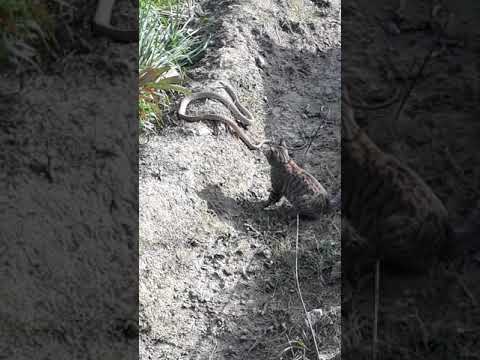 Cats are beware of everything