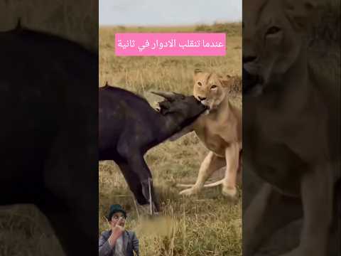 في الثواني الأخيرة مفاجأة انهت كل شيء #shorts