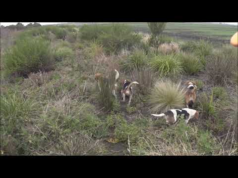 Driven Fox Hunt with Chiappa Triple Crown 20G and Dachshunds Victoria 26/07/2020