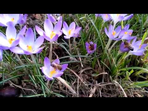 Pszczoły na krokusach