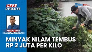 Harga Minyak Nilam Melonjak Tembus Rp 2 Juta Per Kilogramnya, Petani di Pasaman Barat Mulai Berjaya