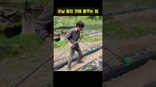 비닐 멀칭한 밭에 직접 물 주입 하는 방법