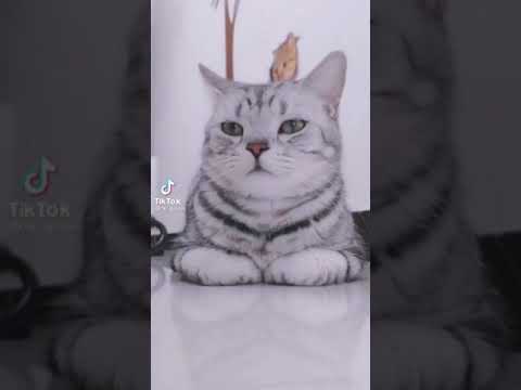 funny cute cats