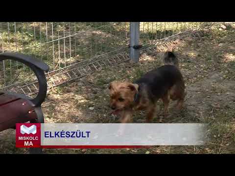 Videó előnézet