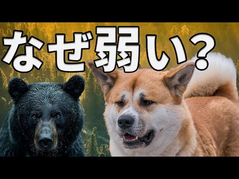 ネオフェリス ネブロサ