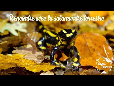 Rencontre avec la salamandre terrestre
