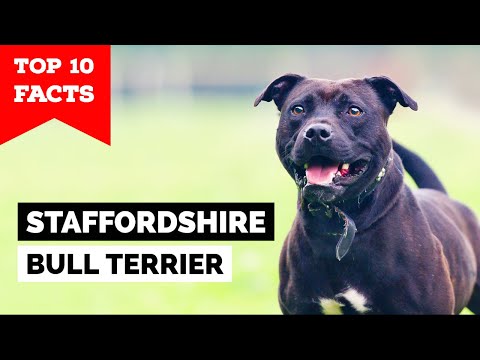 Staffordshire Bull Terrier - Top 10 Facts [Staffy]
