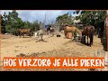 Ochtendroutine met de honden, paarden en ezels! | DierenpraatTV