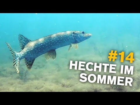 Hecht Angeln im Sommer 🎣 So klappt's bei Windstille und Sonne 🐟🥳