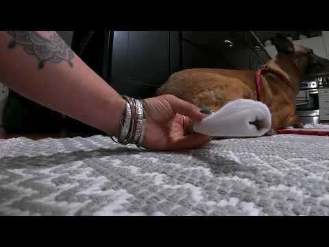 How to wrap a dog's tail or "Happy tail"