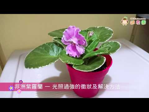 非洲菫 葉子下垂