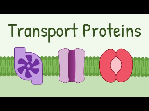Transport Proteins: Pumps, Channels, Carriers