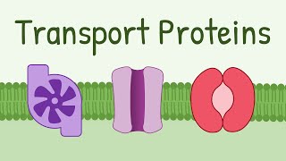Transport Proteins: Pumps, Channels, Carriers