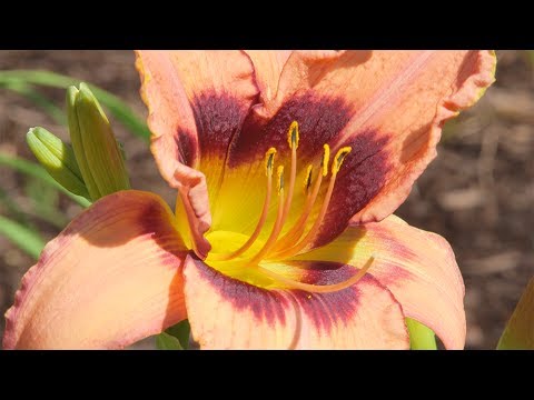 download lagu mp3 mp4 Daylily Red With Yellow Throat, download lagu Daylily Red With Yellow Throat gratis, unduh video klip Daylily Red With Yellow Throat