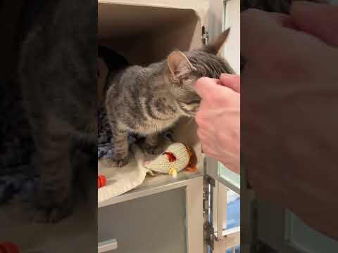 Watson Youtube Video
