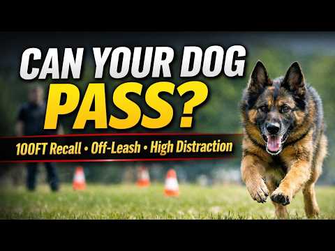 Cross Canine Training video.