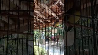 Download lagu kolibri kelapa gacor nembak gereja tarung mp3